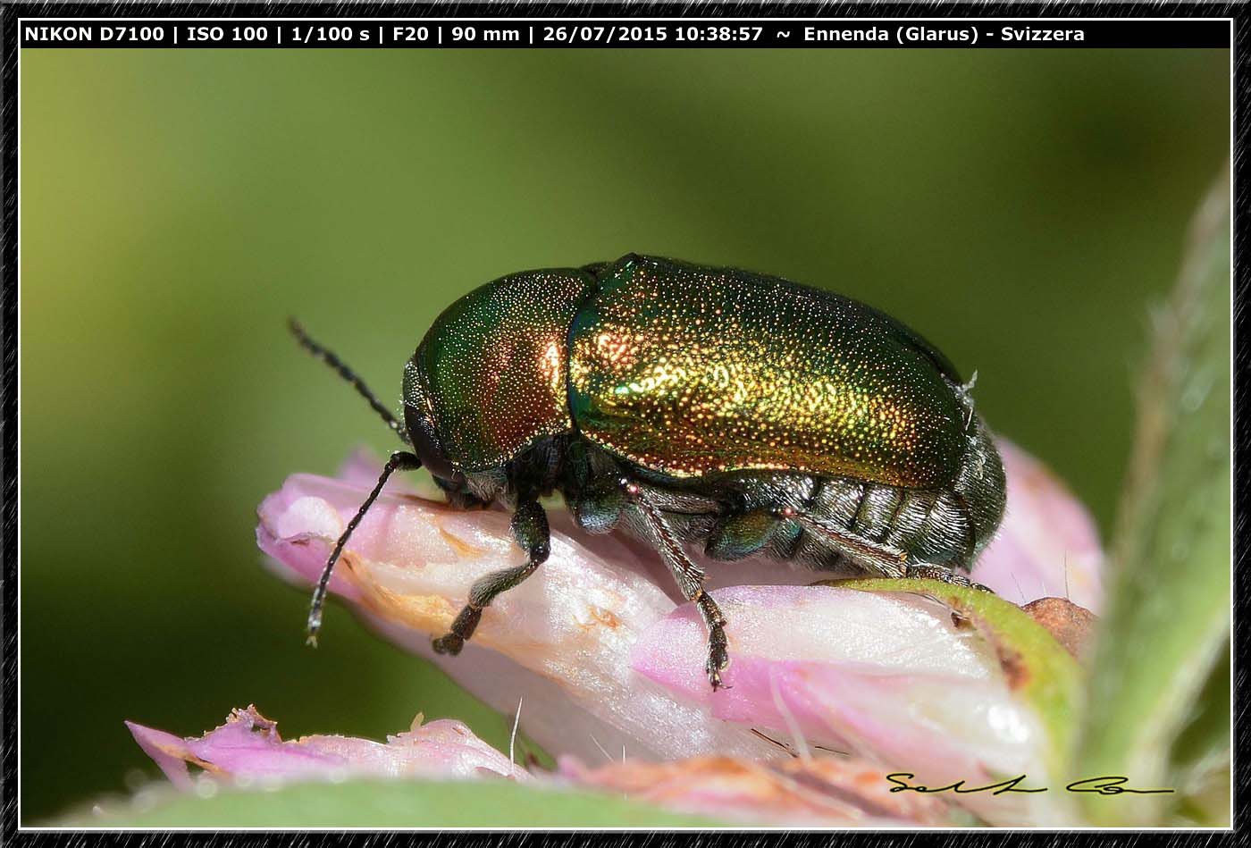 Cryptocephalus aureolus (cfr.), Chrysomelidae